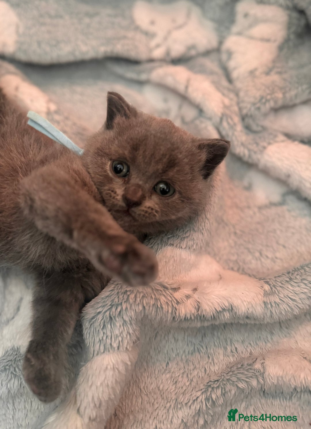 British Shorthair cats for sale: 🌟 Blue British Shorthair kittens🌟 - Image 3