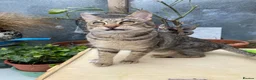 Savannah cats for sale: FULL PEDIGREE SAVANNAH girl KITTEN F5 SBT - Advert 6