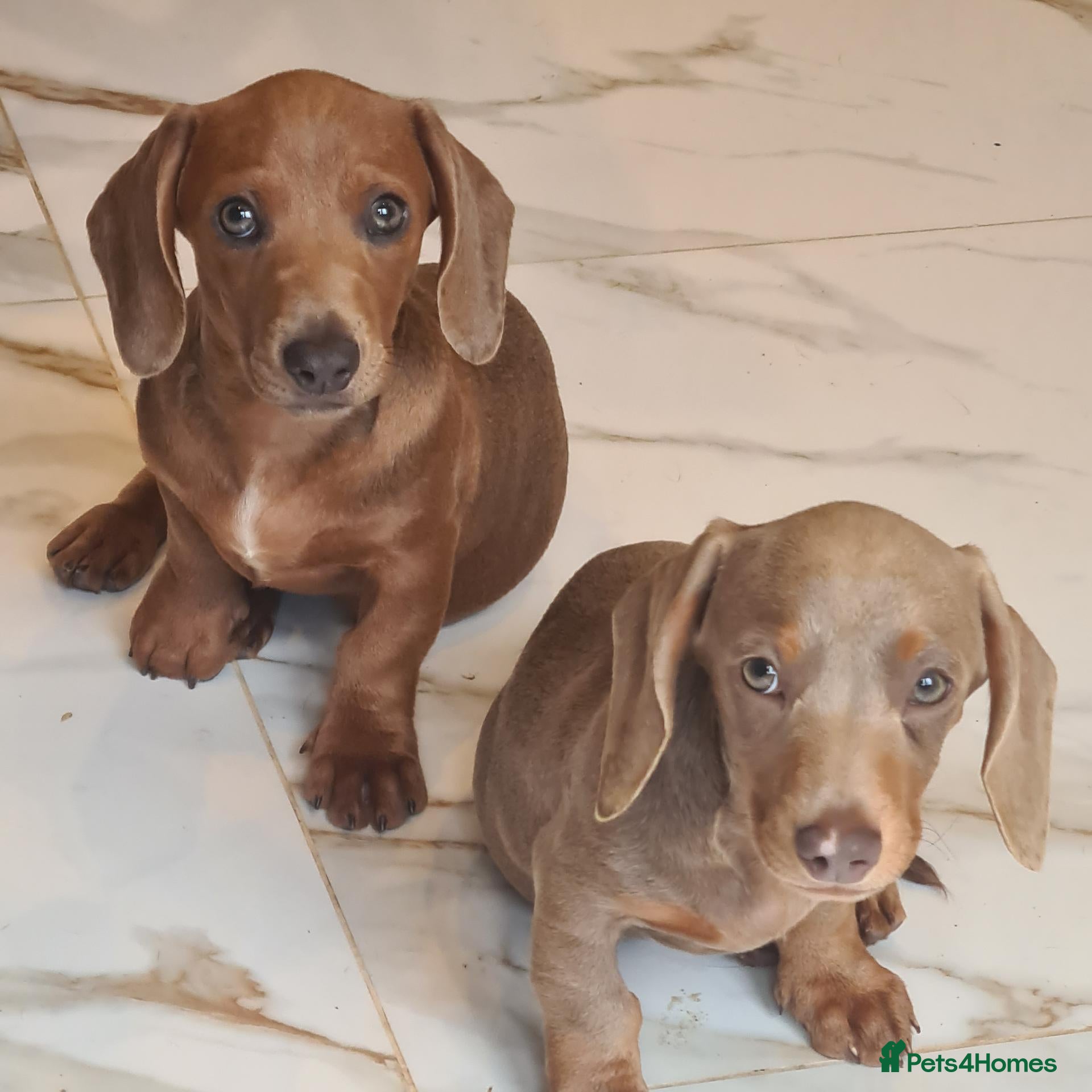Mixed Breed dogs READY NOWPatterjack x daxie 1 boy 2Girl available  - Advert 11
