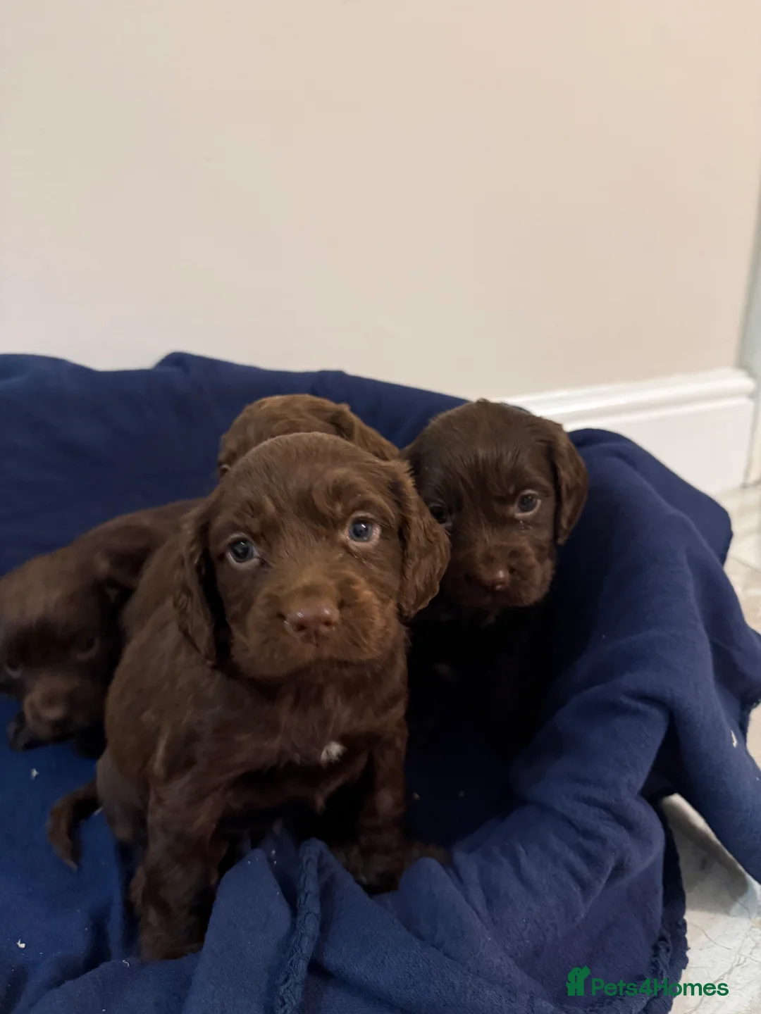 Cocker Spaniel dogs for sale: Adorable litter of 6 puppies - Advert 6