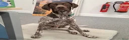 German Shorthaired Pointer dogs for sale: 8 week old German Shorthaired Pointer puppies  - Advert 19