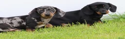 Dachshund dogs for sale: Miniature Dachshund puppies for sale - Advert 25