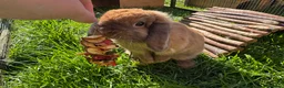 Mini Lop rabbits for sale: Mini lop does  - Advert 22