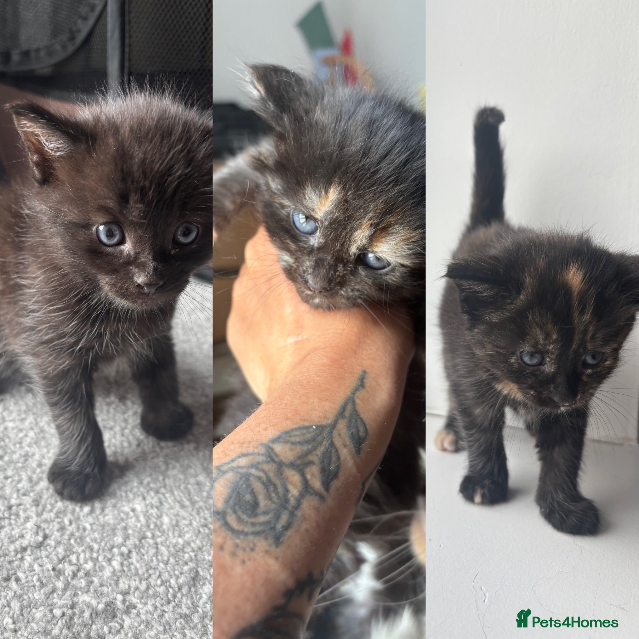 Maine Coon cats 1/2 Maine coon kittens  - Advert 3