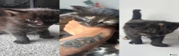 Maine Coon cats for sale: 1/2 Maine coon kittens  in Wolverhampton - Advert 1