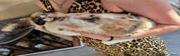 Mini Lop rabbits for sale: Male minilop rabbit - Advert 2