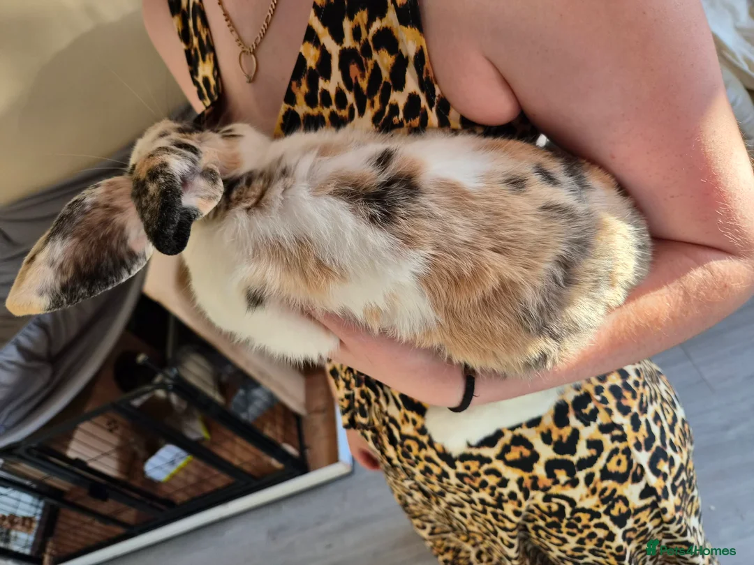 Mini Lop rabbits for sale: Male minilop rabbit - Advert 2