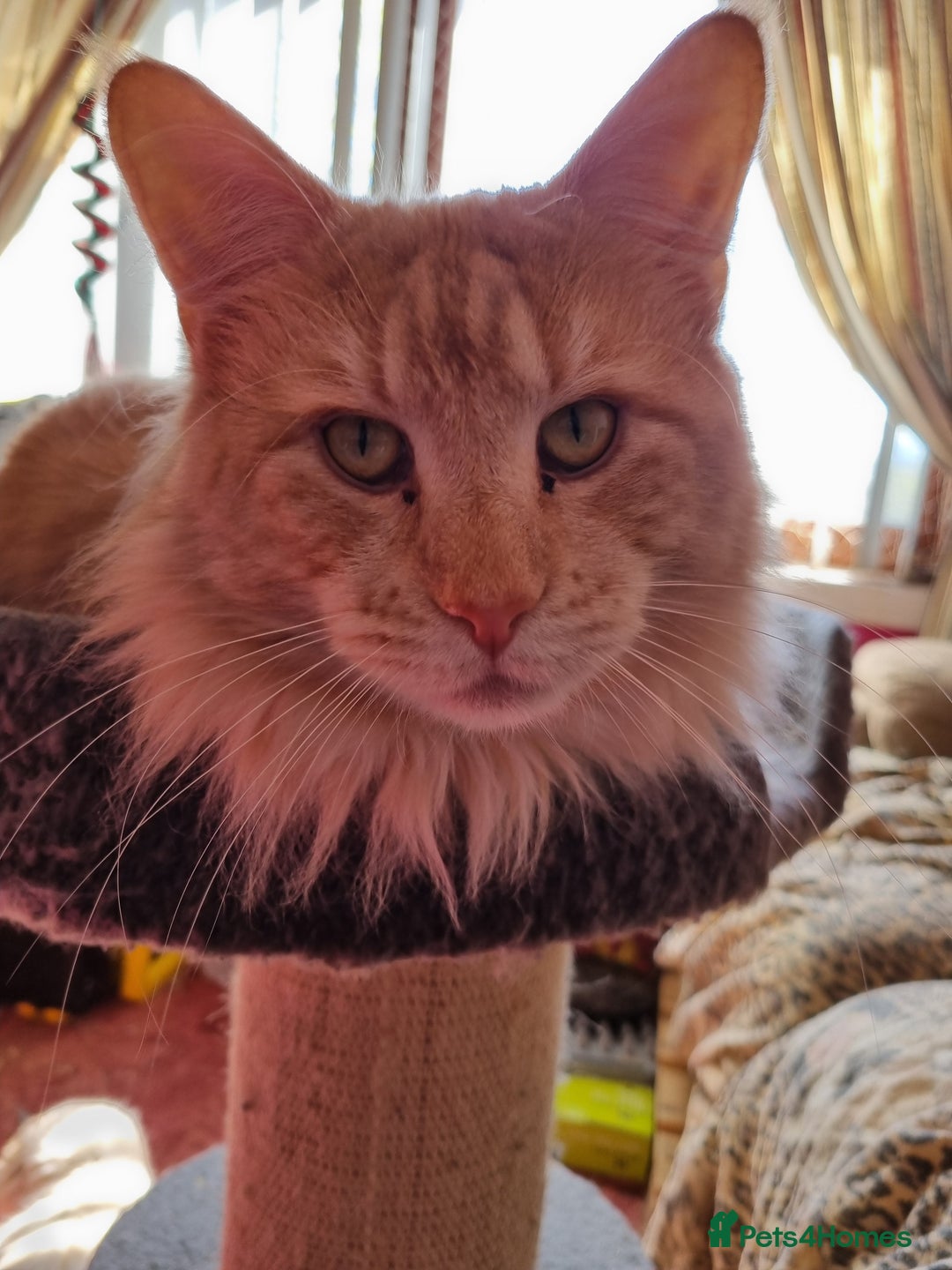 Ragcoon cats for sale: Ragcoon kittens for sale  - Image 8