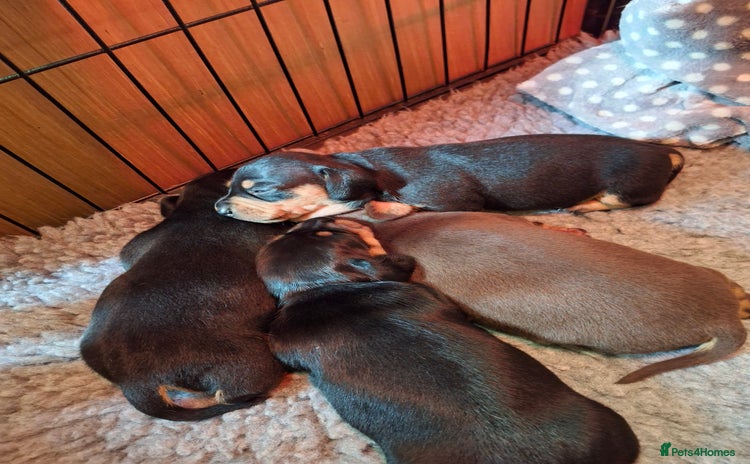 Dachshund dogs - Advert 1