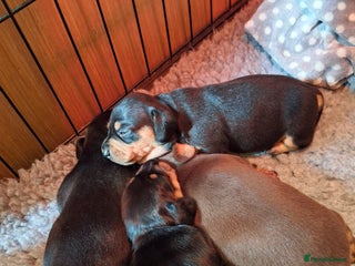 Dachshund dogs - Advert 23