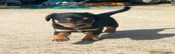 Mixed Breed dogs for sale: Cavalier x kelpie - Advert 13