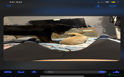 Rottweiler dogs for sale: Bella boo is looking for a home 🏠  - Image 2