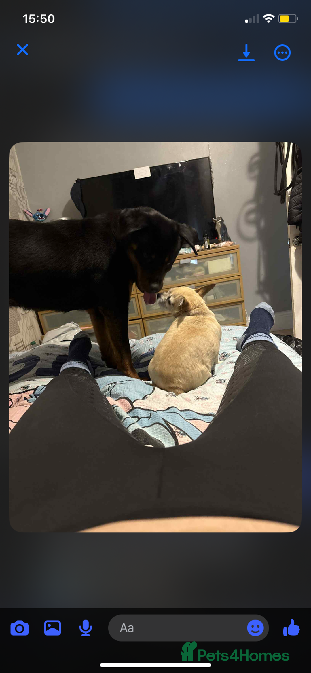 Rottweiler dogs for sale: Bella boo is looking for a home 🏠  - Image 2