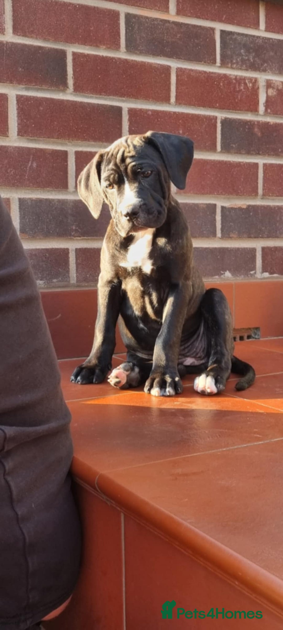 Mixed Breed dogs for sale: Ready to collect – Cane Corso x Staffy puppies  - Image 6