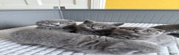 Scottish Fold cats for sale: 5 gorgeous kittens for sale - Advert 2
