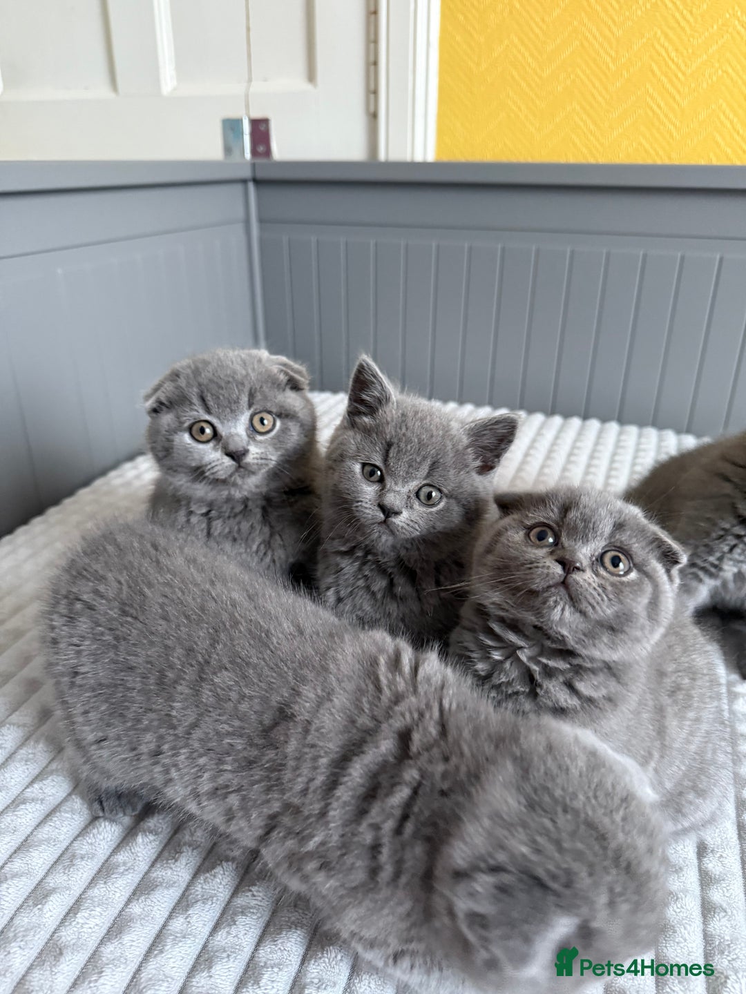 Scottish Fold cats for sale: 5 gorgeous kittens for sale - Advert 2