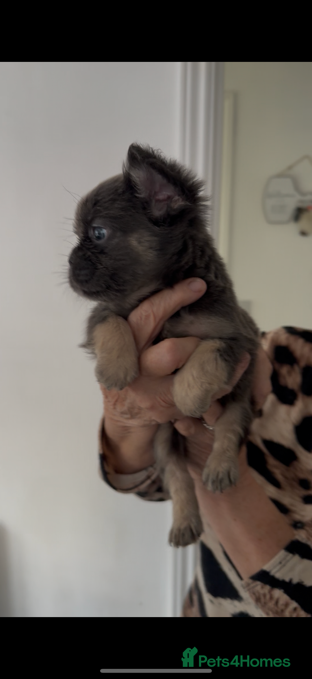 French Bulldog dogs for sale: REDUCED full fluffy pink carrying French bulldogs - Advert 8