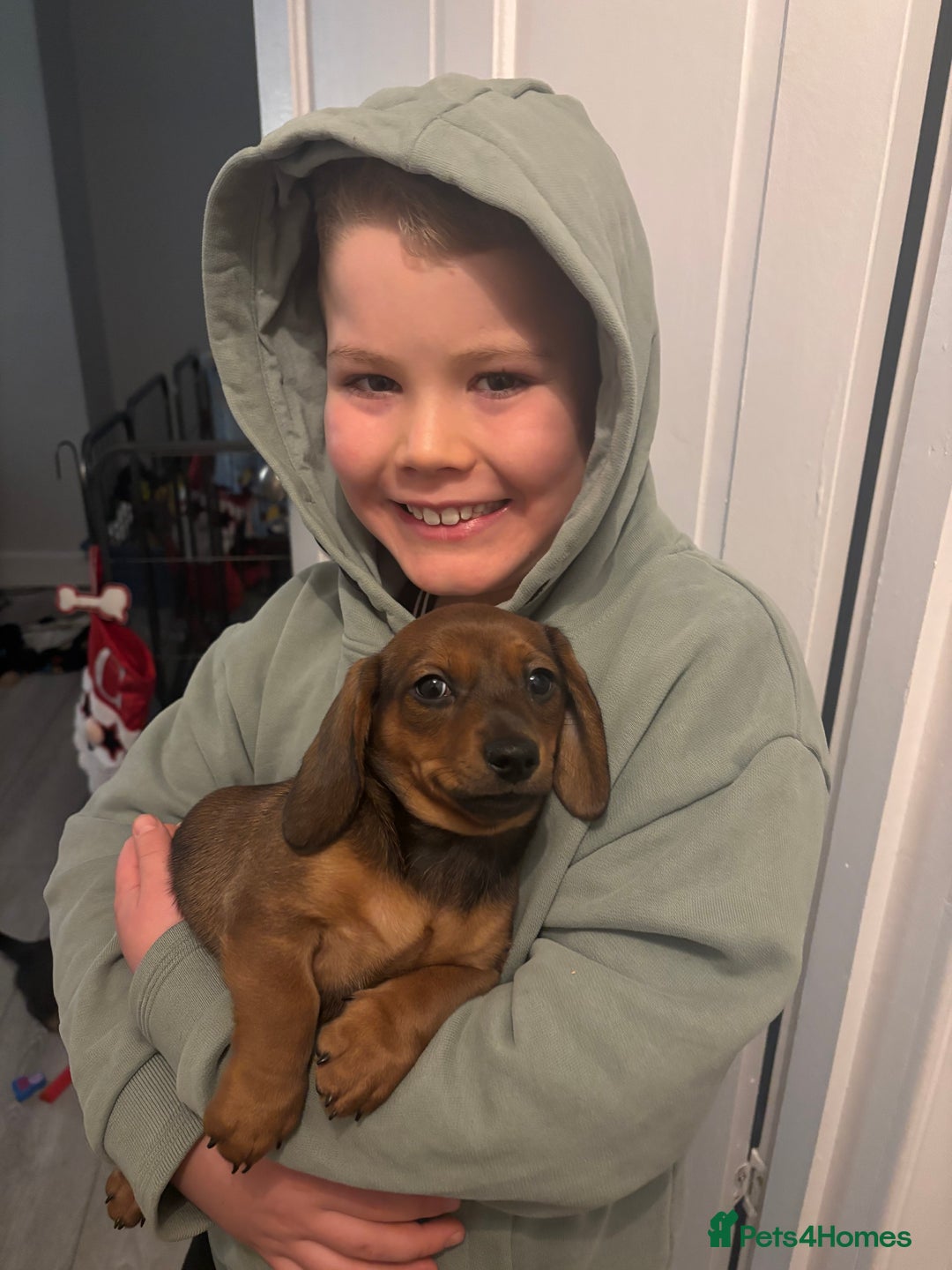 Miniature Dachshund dogs for sale: Miniature shaded red boy available now  - Advert 2