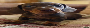 Miniature Dachshund 2