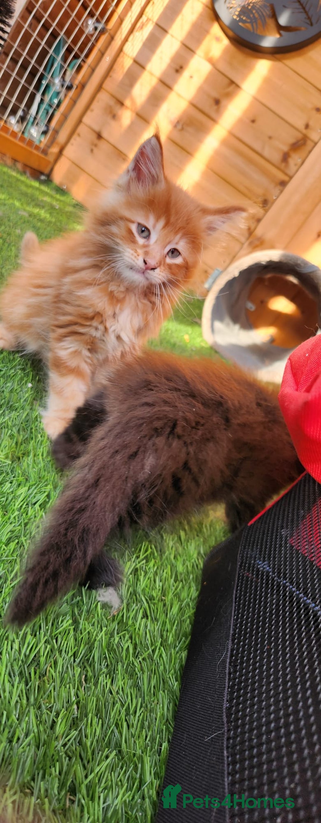 Maine Coon cats for sale: Big maine coon kittens  - Image 30