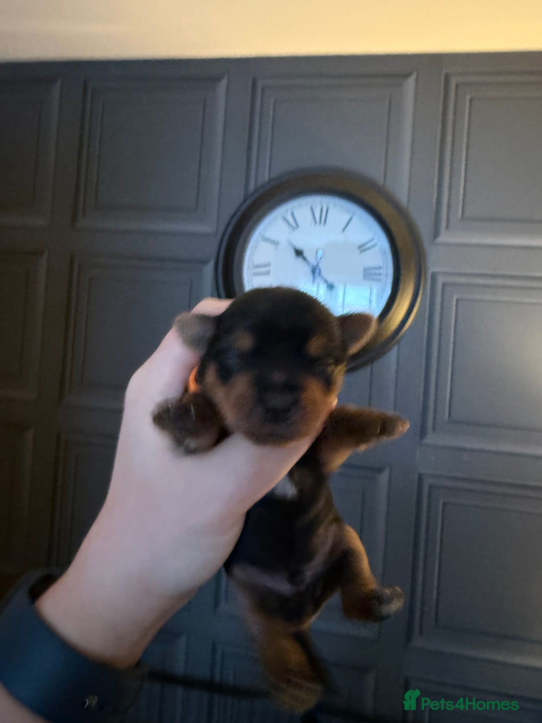 Yorkshire Terrier dogs for sale: Yorkshire terrier puppies  - Advert 5