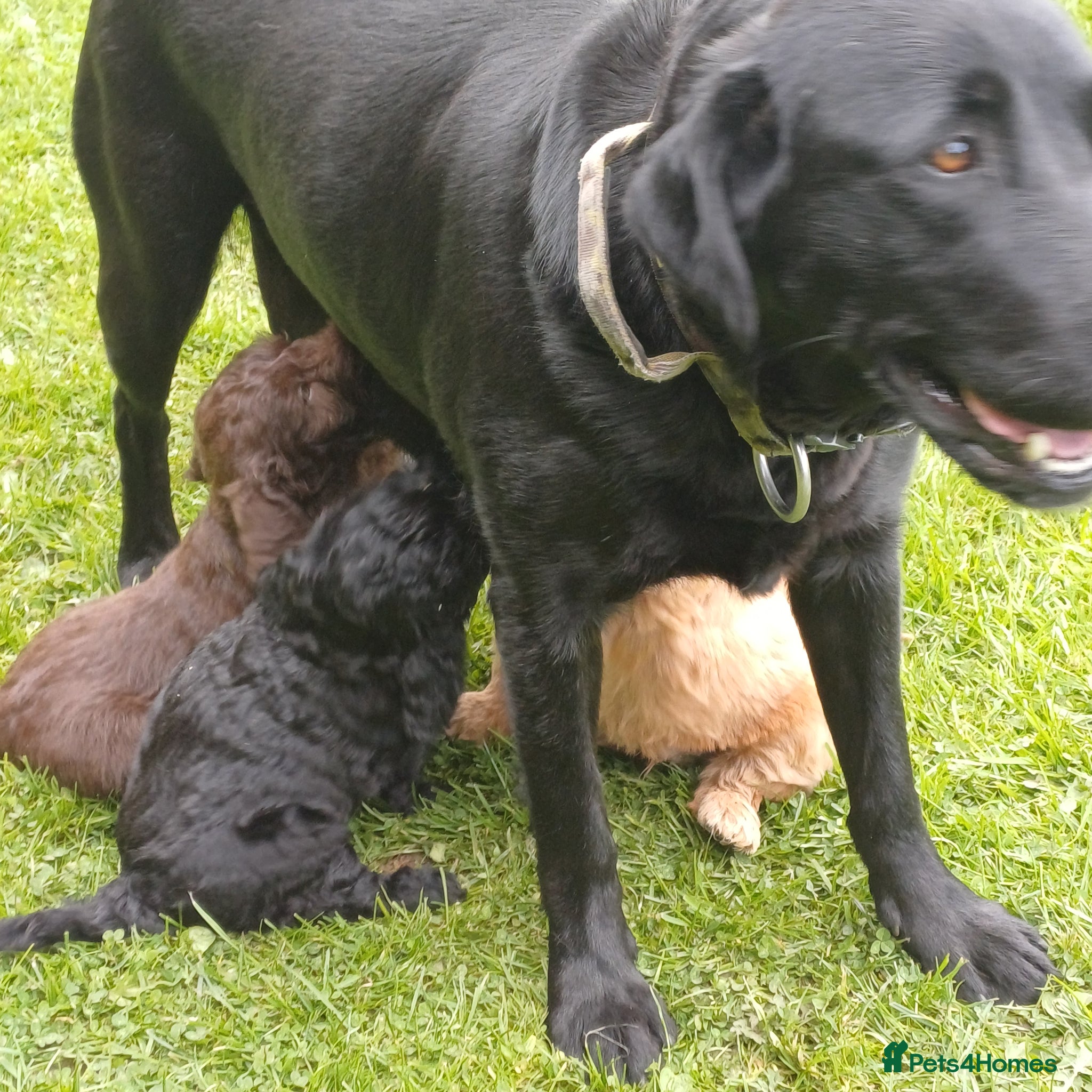 Labradoodle dogs Labradoodle Puppies - Advert 3