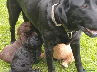 Labradoodle dogs Labradoodle Puppies - Advert 3