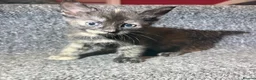 Mixed Breed cats for sale: 5 Mixed Coloured Kittens Available! - Advert 7