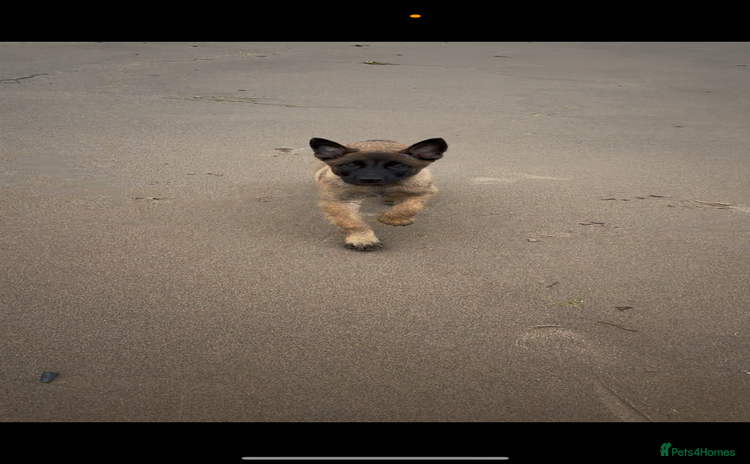Belgian Shepherd Dog dogs - Advert 3