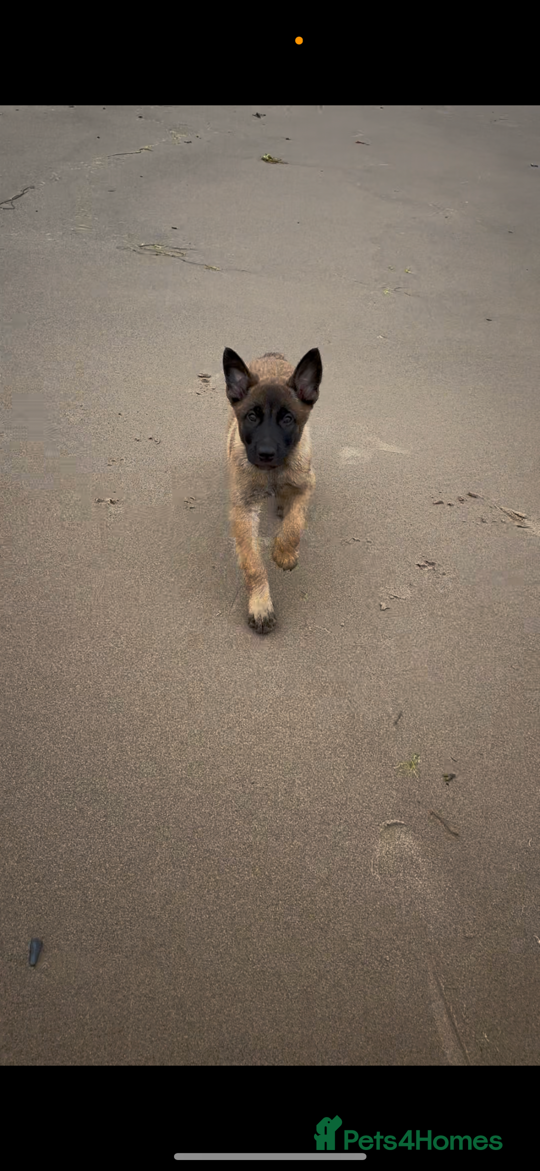 Belgian Shepherd Dog dogs for sale: One beautiful pup left! - Image 1