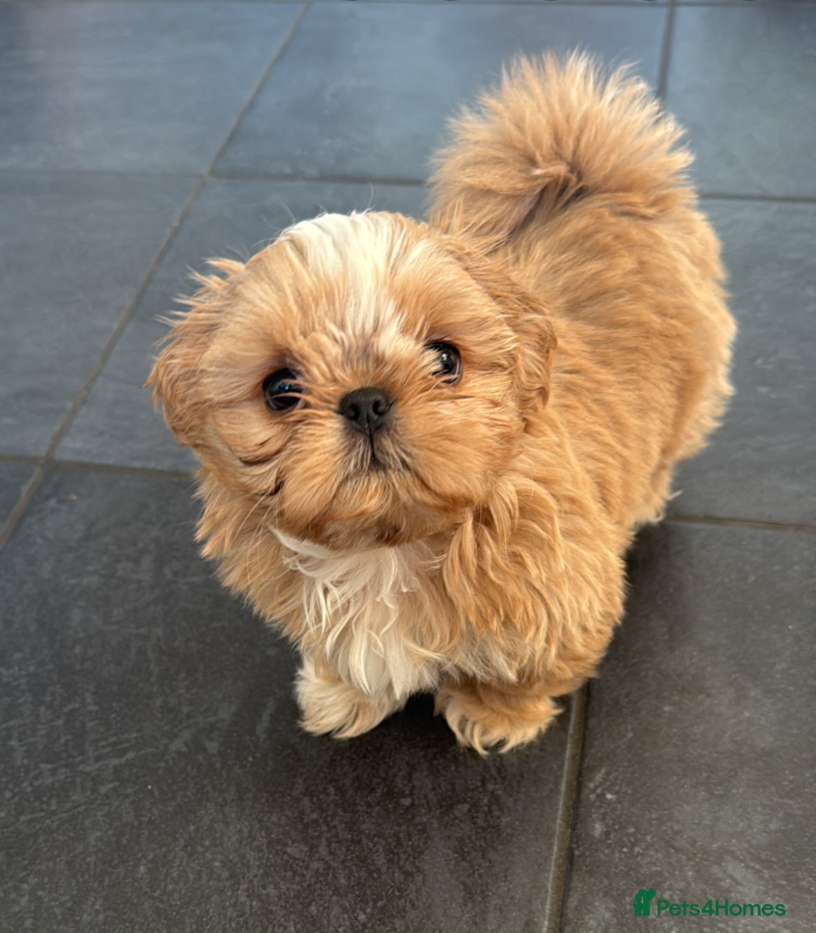Shih Tzu dogs 2 kc reg Imperial Shih-Tzu boys - Advert 2