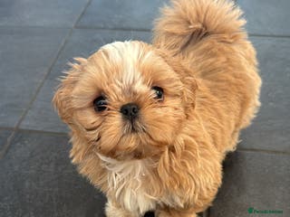Shih Tzu dogs 2 kc reg Imperial Shih-Tzu boys - Advert 2