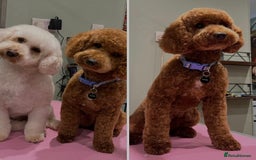 Cavapoo dogs for sale: Gorgeous Cavapoo's - Image 13