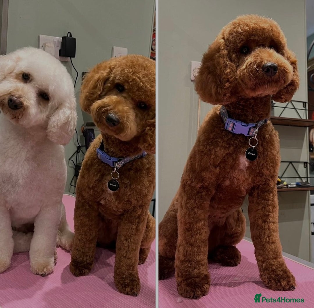 Cavapoo dogs for sale: Gorgeous Cavapoo's - Image 13