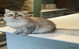 Persian cats for sale: Saffiyah and Santi looking for their forever home. - Advert 2