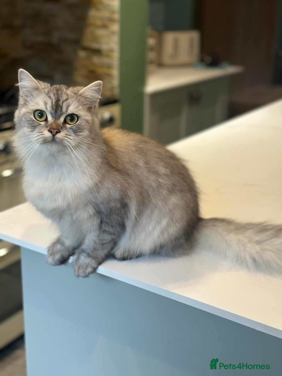 Persian cats for sale: Saffiyah and Santi looking for their forever home. - Advert 2