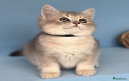 British Shorthair cats for sale: Stunning British shorthair kittens AN 12 GCCF  - Image 2