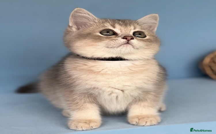 British Shorthair cats - Advert 3