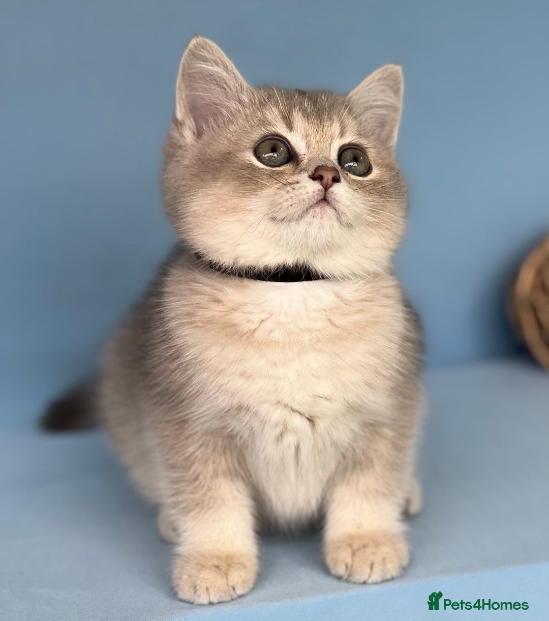 British Shorthair cats for sale: Stunning British shorthair kittens AN 12 GCCF  - Image 2