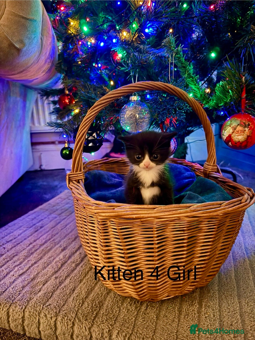 British Longhair cats for sale: 5 Beautiful Kittens  - Advert 8