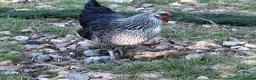 Chickens poultry for sale: Point of lay and and peekin chicks  - Advert 4