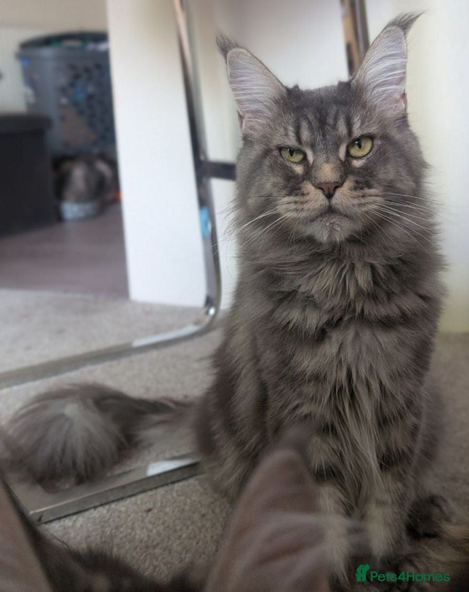 Maine Coon cats 5 mainne coon kittens  - Advert 1