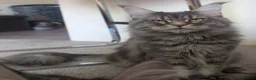Maine Coon cats for sale: 5 mainne coon kittens  - Advert 1