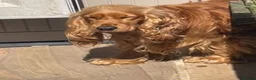 Cocker Spaniel dogs for sale: Beautiful Golden Cocker Spaniel Puppies - KC Reg in Richmond - Advert 1