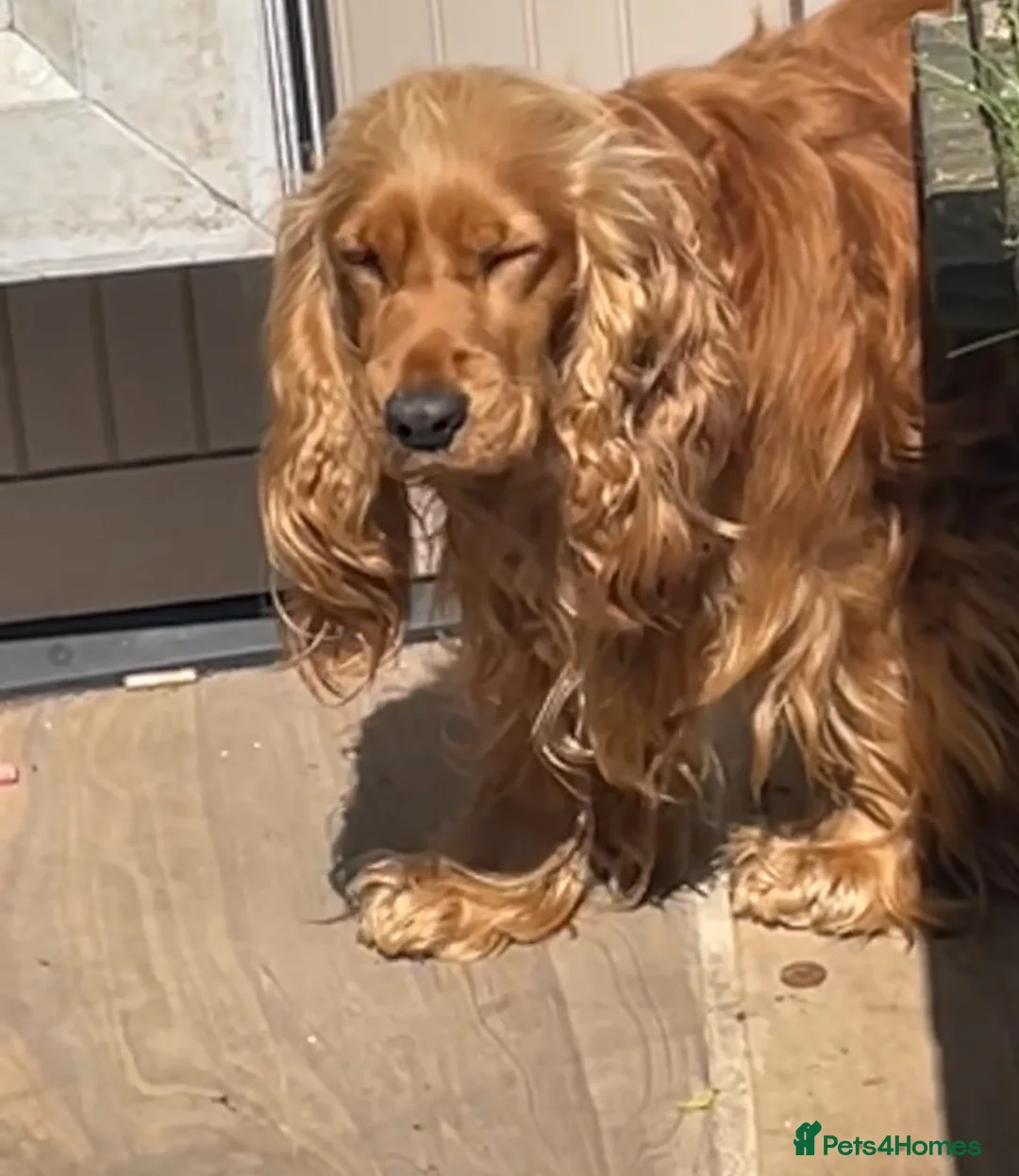 Cocker Spaniel dogs for sale: Beautiful Golden Cocker Spaniel Puppies - KC Reg in Richmond - Advert 1