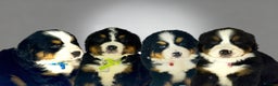 Bernese Mountain Dog dogs for sale: Bernese mountain puppies  - Advert 11