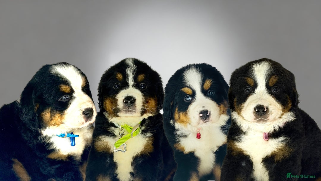 Bernese Mountain Dog dogs for sale: Bernese mountain puppies  - Advert 11