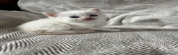 Ragdoll cats for sale: Beautiful main coon x ragdoll kittens  in Daventry - Advert 37