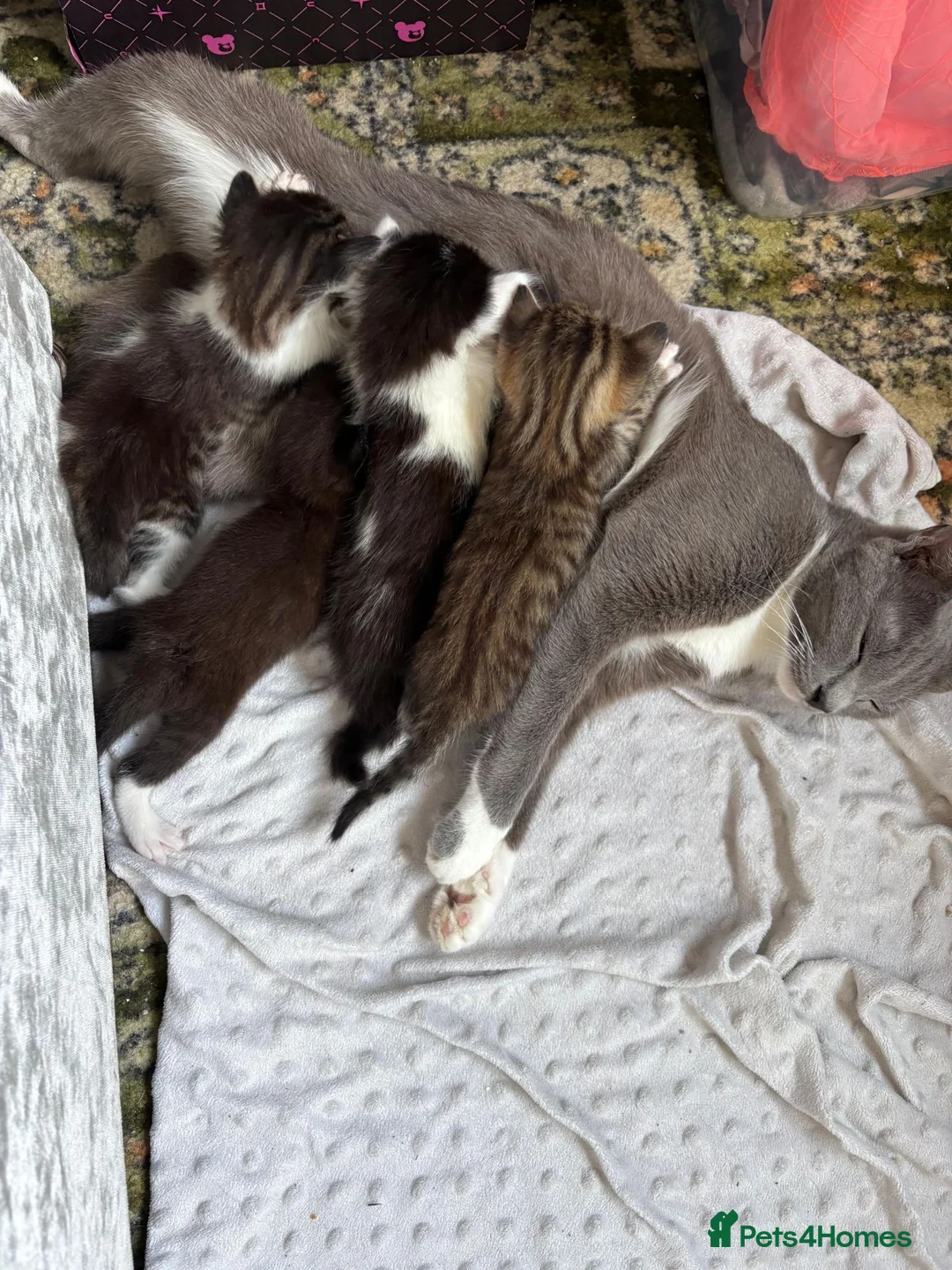 Norwegian Forest Cat cats for sale: 4 gorgeous kittens Norwegian Forest/ Russian Blue  - Advert 1