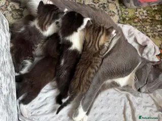 Norwegian Forest Cat cats 4 gorgeous kittens Norwegian Forest/ Russian Blue - Advert 5